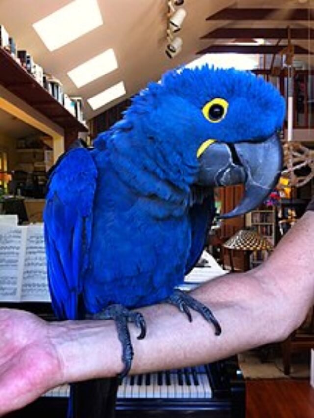 Anodorhynchus_hyacinthinus_-pet_parrot-8a