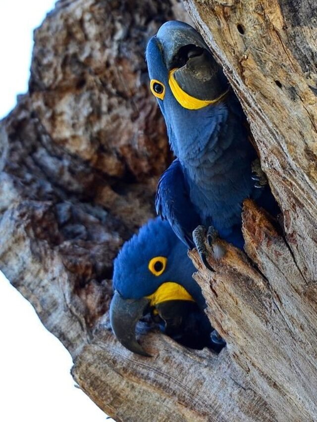 Hyacinth-macaws-Geoff-Gallice-cropped-square